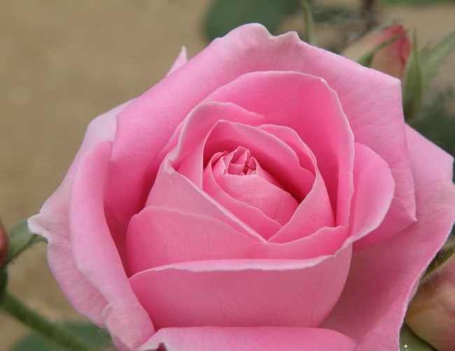 爱粉色玫瑰，更爱心中美人